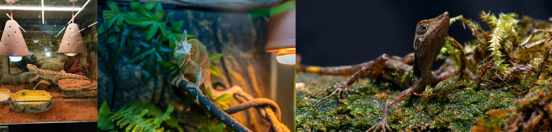 Choosing the Right Reptile Terrarium for Your Pet