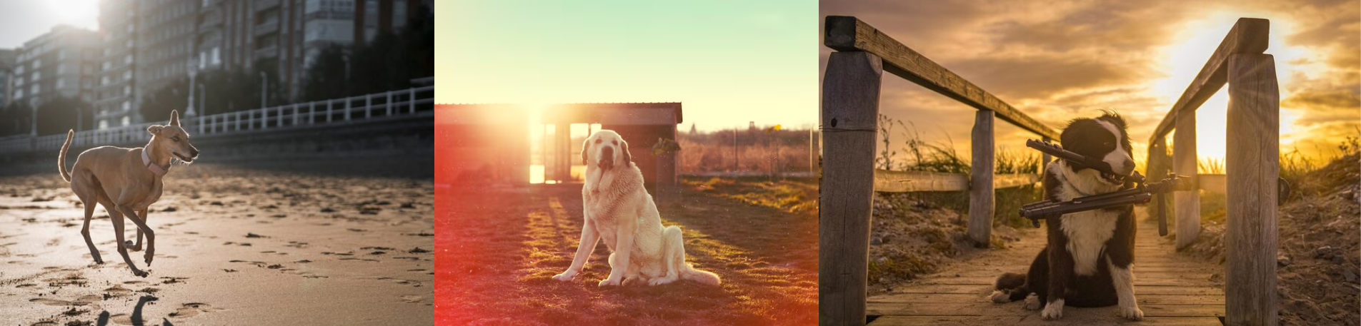 The Biggest Reasons Dogs Go Missing: And How Smart Technology Helps Prevent It