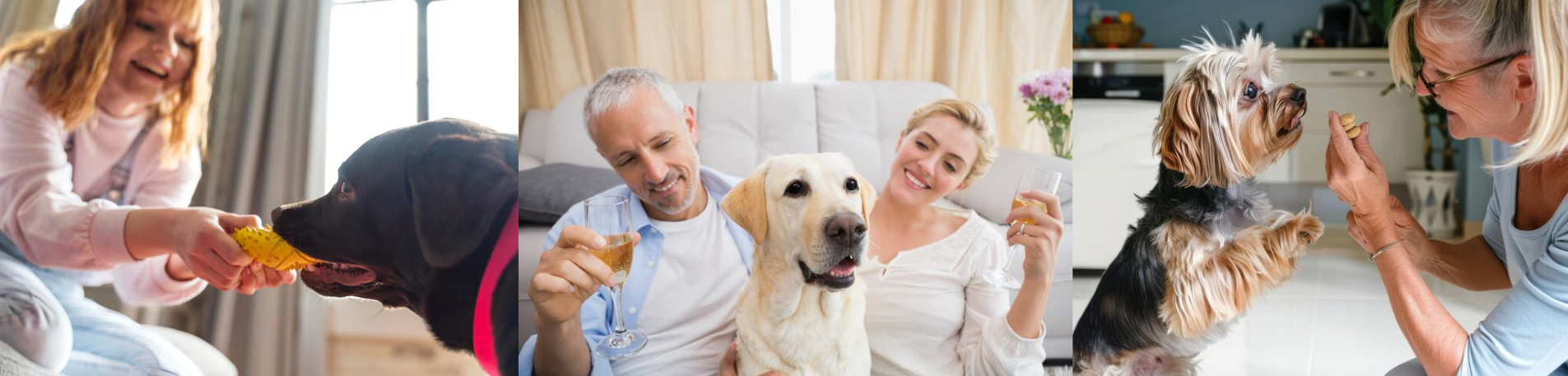 The Complete Daily Gut Health Routine for Dogs With Sensitive Stomachs