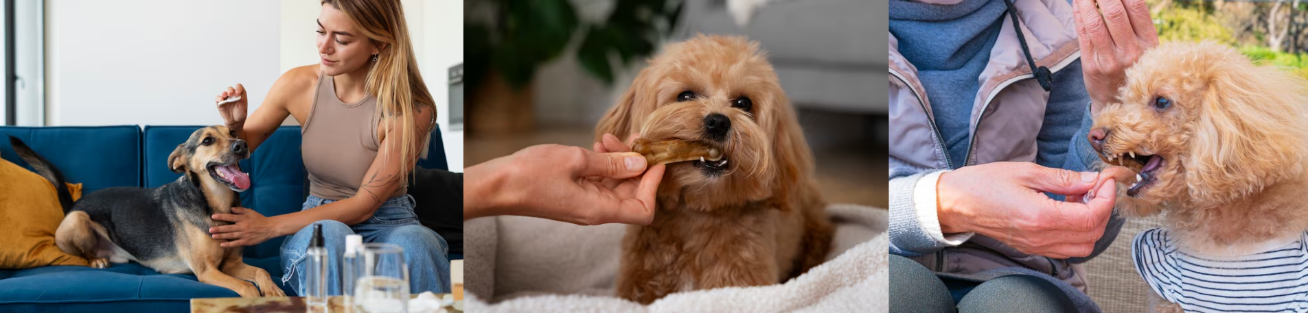 Why Flea Treatments Fail When You Only Treat Your Dog